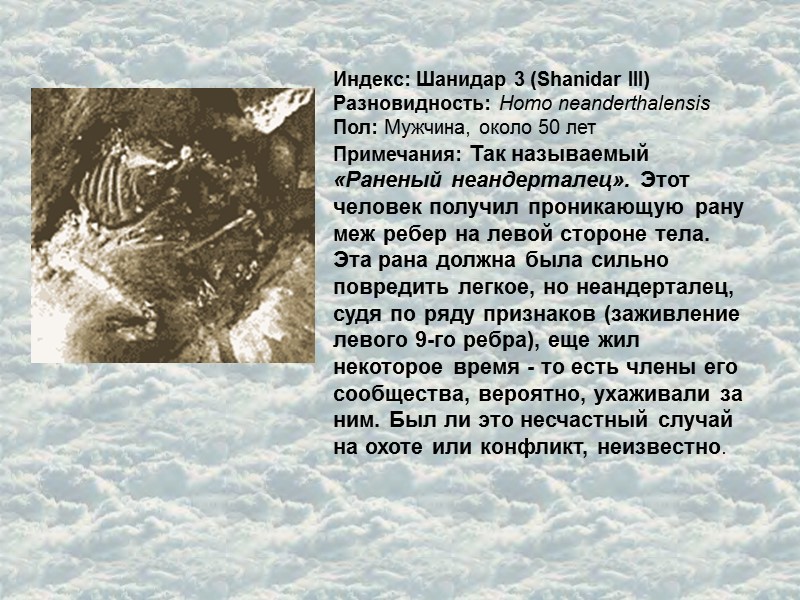 Индекс: Шанидар 3 (Shanidar III) Разновидность: Homo neanderthalensis Пол: Мужчина, около 50 лет Примечания: